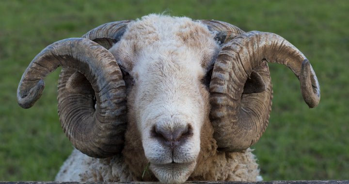 Aggressive sheep kills New Zealand couple, leaving community shocked – National