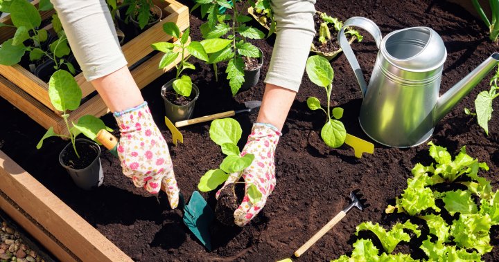 The best time to start planting your garden this spring – National