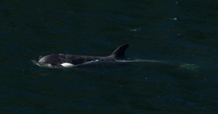 Stuck in B.C. lagoon for weeks, killer whale calf is finally free