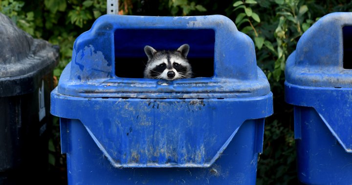 A ‘zombie’ virus is raging among raccoons. What to know