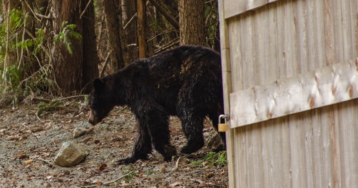 Black bear mauls 15-year-old boy after walking into cabin through open door – National