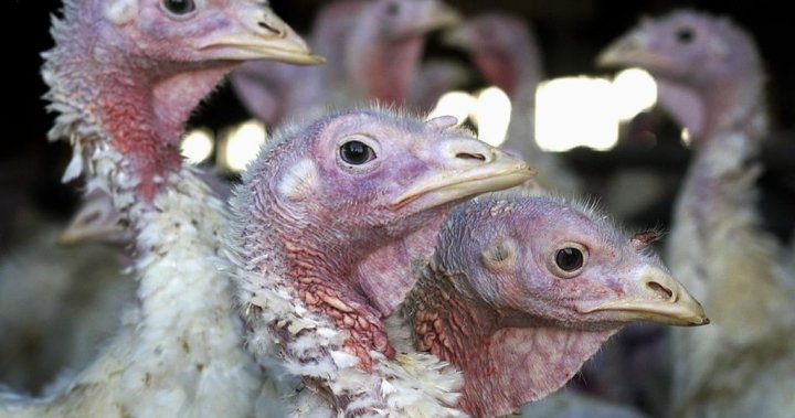 First-ever human death of bird flu strain H5N2 confirmed in Mexico: WHO – National