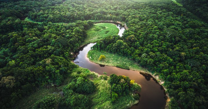 Remote Amazon tribe hooked on the internet, thanks to Elon Musk’s Starlink – National