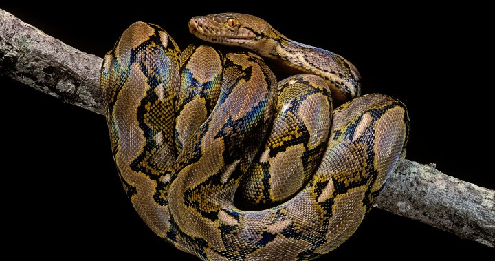 Missing mother found dead, swallowed whole by 5-metre python in Indonesia – National