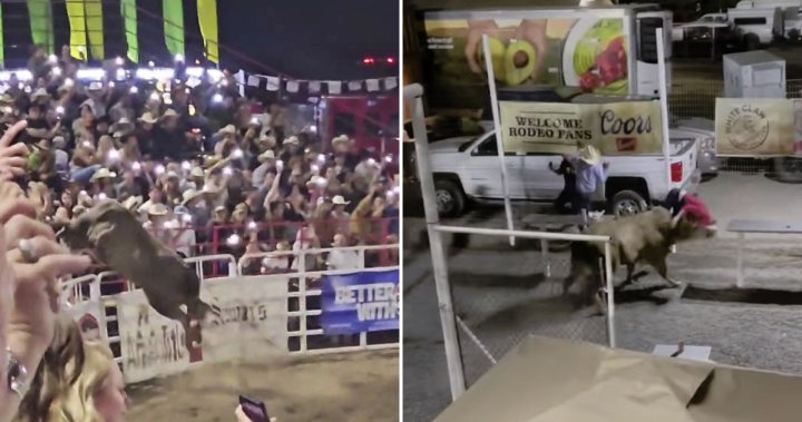 Shocking video captures rodeo bull jumping fence, tossing spectator – National