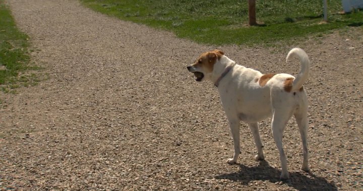 Strict new rules coming for Canadian dogs crossing border into U.S.