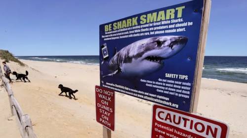 Rise in shark sightings means more signage on N.S. beaches