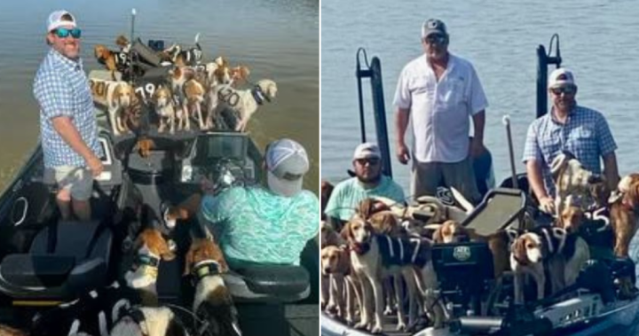 Fishermen rescue 38 dogs on the verge of drowning from Mississippi lake – National