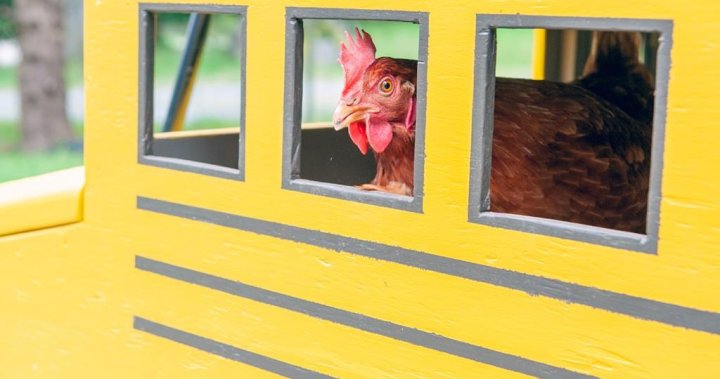 This chicken rides the bus to school. Now it’s been declared world’s smartest