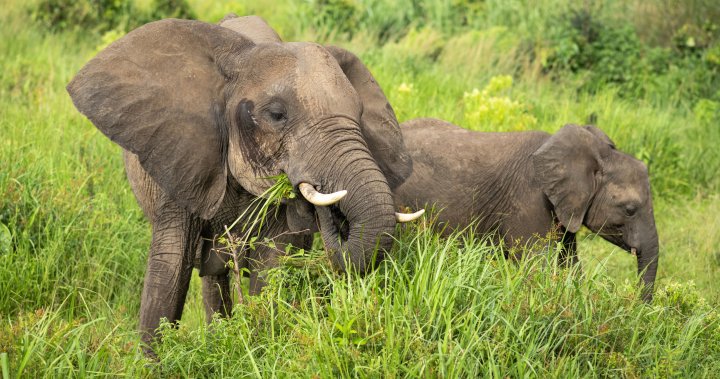 Tourist trampled to death by elephants while taking photos in South Africa – National