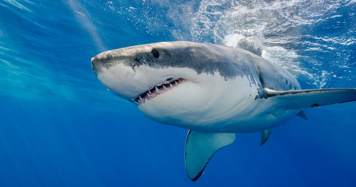 Great White North: Why more sharks are heading to Canada