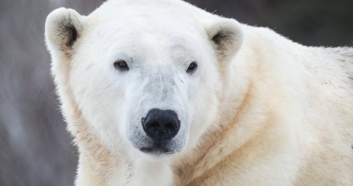 Baffin the polar bear dies at the Calgary Zoo