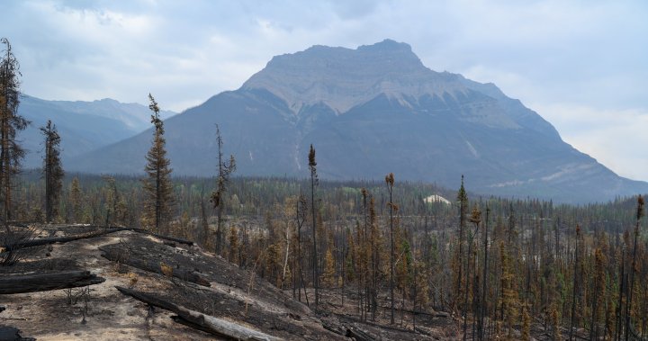 King Charles ‘immensely saddened’ by wildfire destruction in Jasper National Park