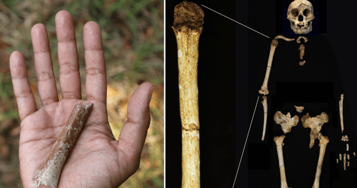 Tiny ‘hobbit’ human fossils dating back 700,000 years found in Indonesia – National