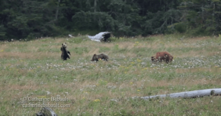 Grizzly bear and cubs spotted on Vancouver Island for first time