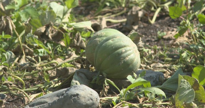 Montreal melon, once thought to be all but gone, makes long-awaited comeback