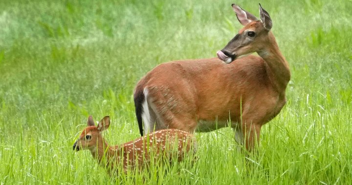 3 Michigan deer hunters die of heart attacks within 48-hour period – National