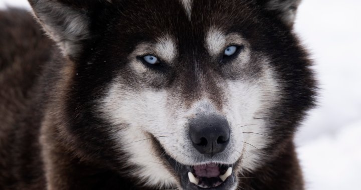 Ottawa apologizes, announces $45M compensation for Nunavik Inuit dog slaughter