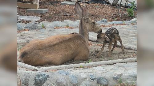 Deer gives birth to 3 fawns in B.C. backyard sandbox