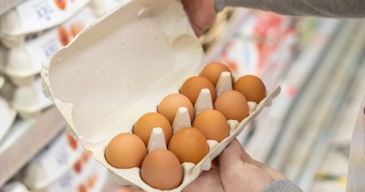 Egg prices soar in U.S. What’s keeping Canada’s prices stable? – National