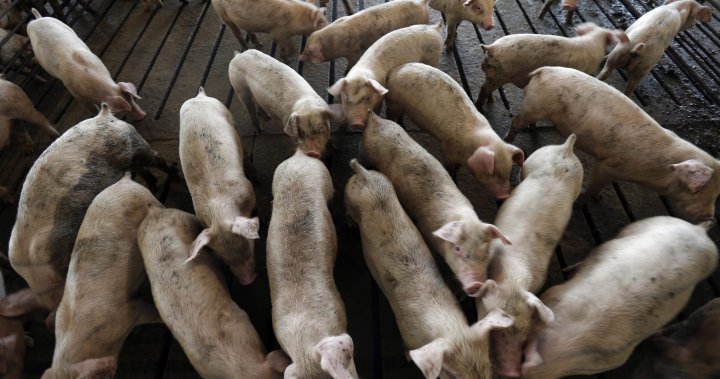 Canada suspends pork imports from top U.S. plant amid Trump tariffs – National